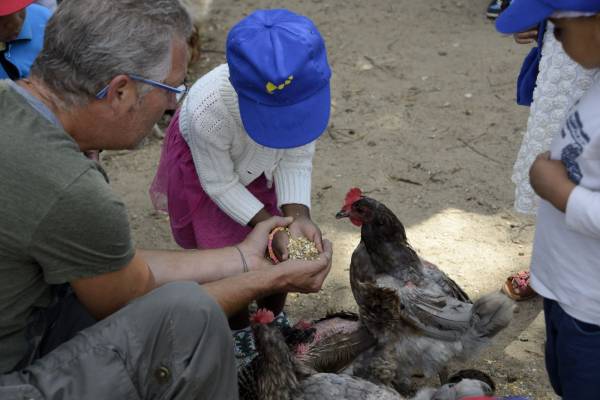 Petite fille qui nourrit une poule dans la ferme du camping Pré des moines